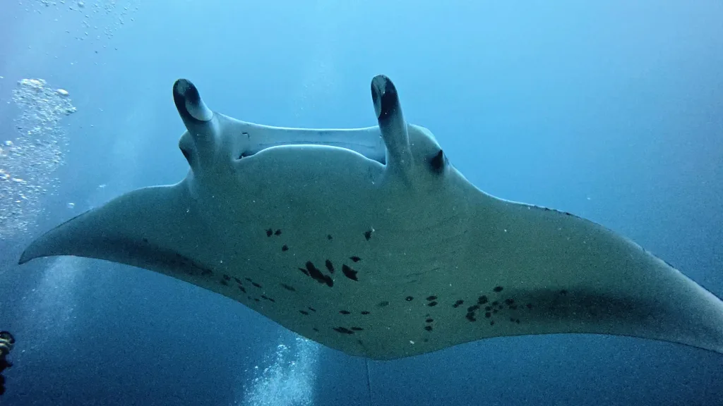 Una manta gigante acercándose de frente durante un buceo en Maldivas