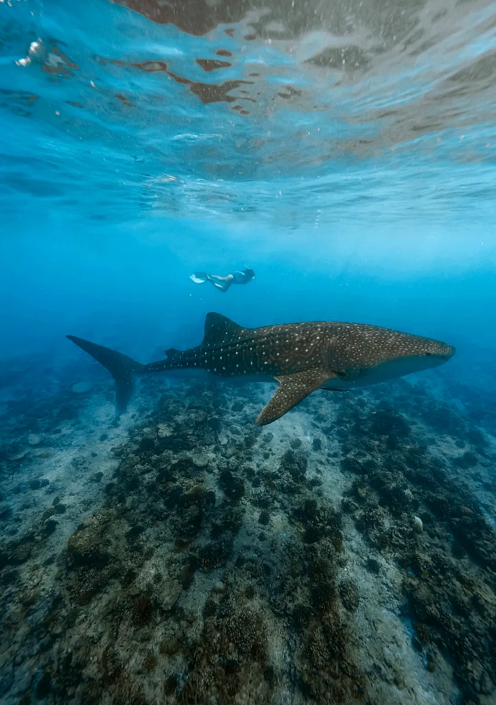 Dalina nadando sobre un tiburón ballena, en un arrecife